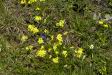 Blumen_am_Wegrand_Gelb.jpg